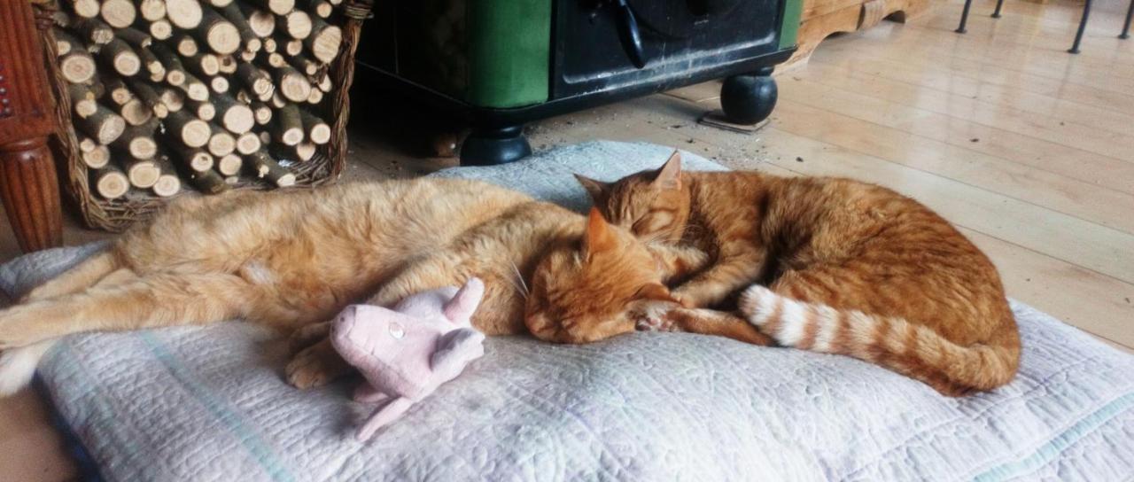 Au Chat Ronfleur Bagneres-de-Bigorre Luaran gambar