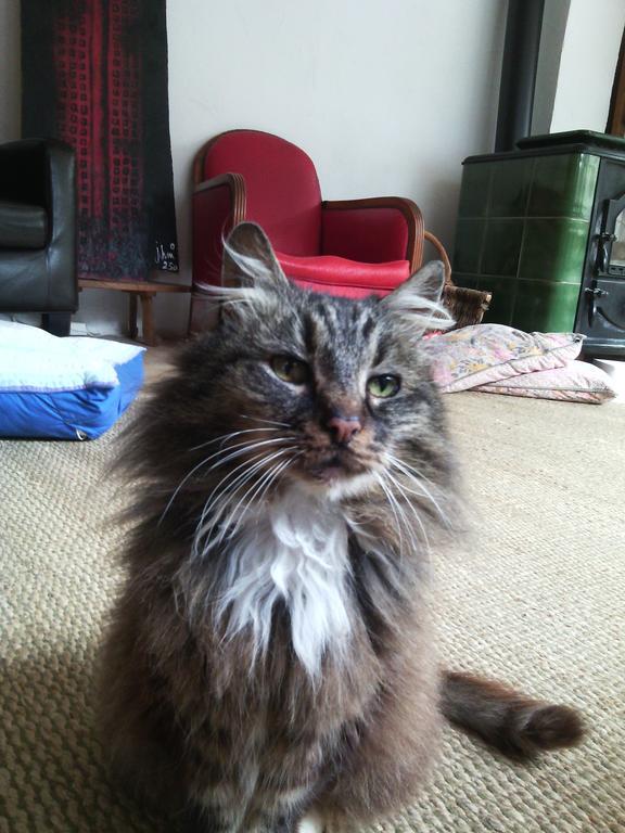 Au Chat Ronfleur Bagneres-de-Bigorre Luaran gambar